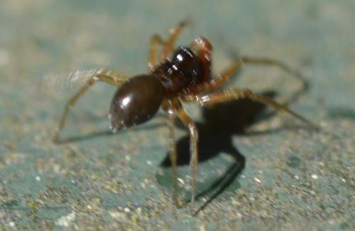 Erigoninae